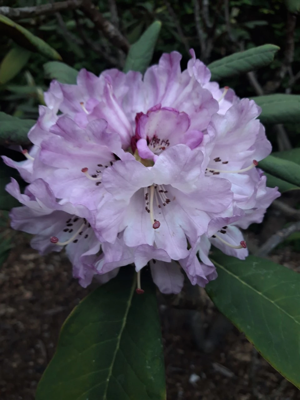 'Whidbey Island'
